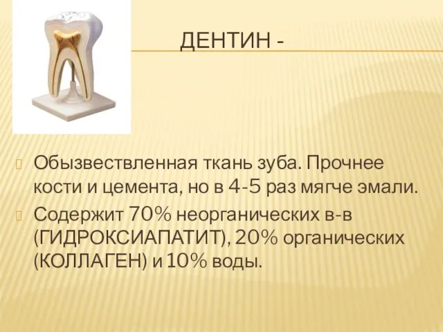 ДЕНТИН - Обызвествленная ткань зуба. Прочнее кости и цемента, но в 4-5 раз