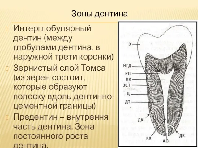 Интерглобулярный дентин (между глобулами дентина, в наружной трети коронки) Зернистый слой Томса (из