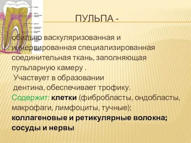 ПУЛЬПА - обильно васкуляризованная и иннервированная специализированная соединительная ткань, заполняющая