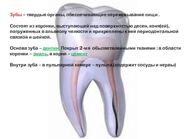 Зубы – твердые органы, обеспечивающие пережевывание пищи . Состоят из коронки, выступающей над