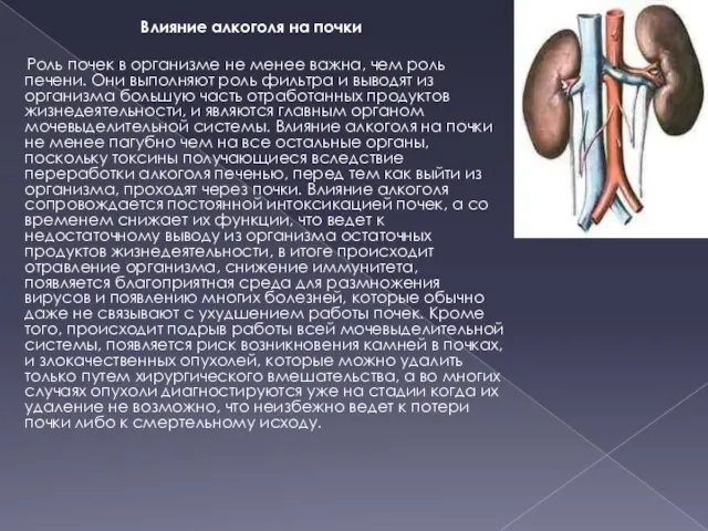 Влияние алкоголя на почки Роль почек в организме не менее важна, чем роль