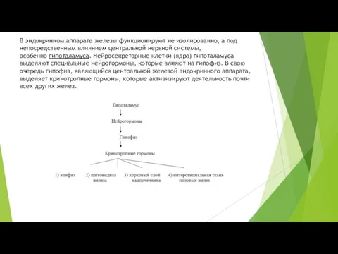 В эндокринном аппарате железы функционируют не изолированно, а под непосредственным