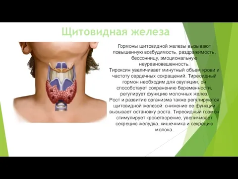 Щитовидная железа Гормоны щитовидной железы вызывают повышенную возбудимость, раздражимость, бессонницу, эмоциональную неуравновешенность. Тироксин