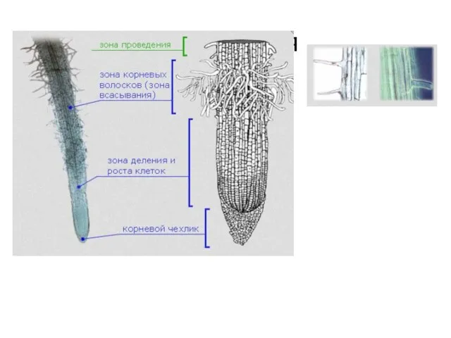 Зоны корня