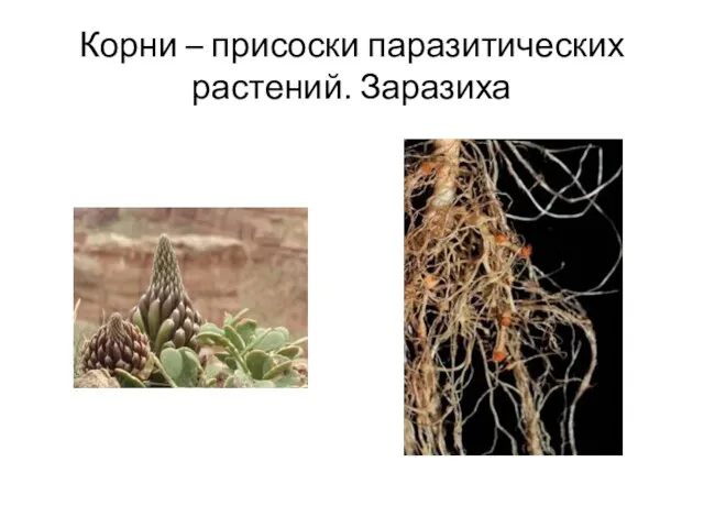 Корни – присоски паразитических растений. Заразиха