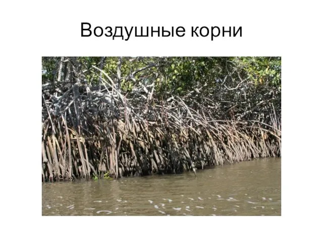 Воздушные корни