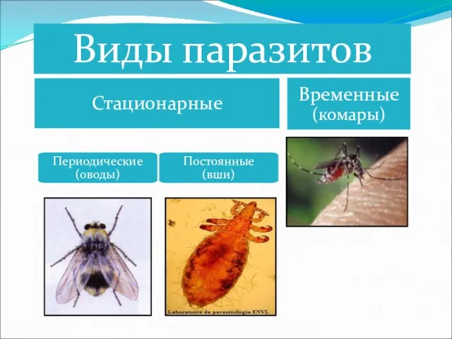 Периодические (оводы) Постоянные (вши)