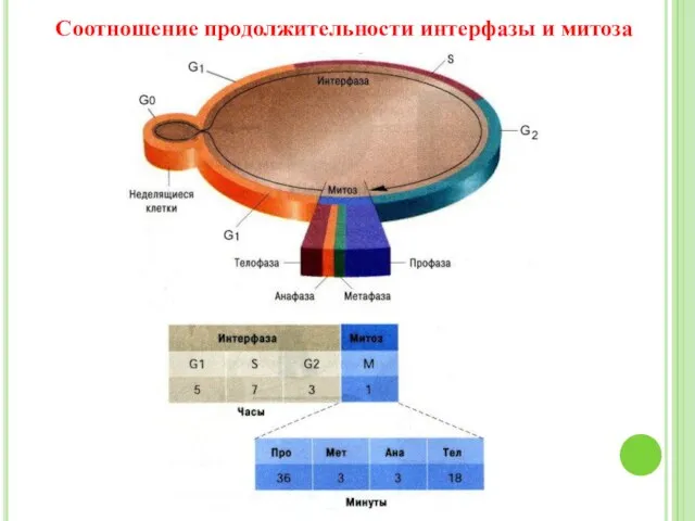 Соотношение продолжительности интерфазы и митоза