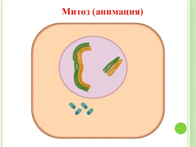 Митоз (анимация)