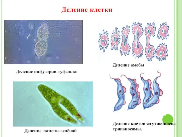 Деление клетки жгутиконосца трипаносомы. Деление инфузории-туфельки Деление клетки Деление амебы Деление эвглены зелёной