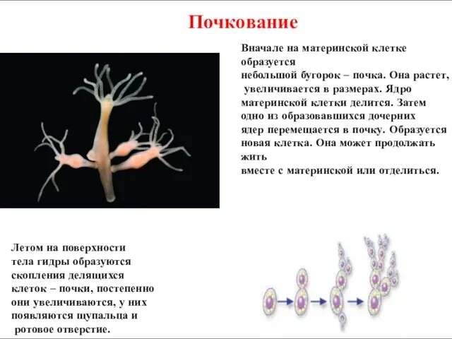 Вначале на материнской клетке образуется небольшой бугорок – почка. Она