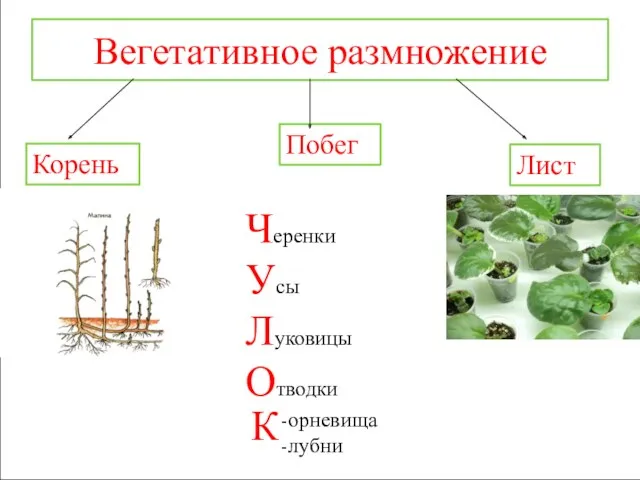 Вегетативное размножение Корень Побег Лист Черенки Усы Луковицы Отводки -орневища -лубни К