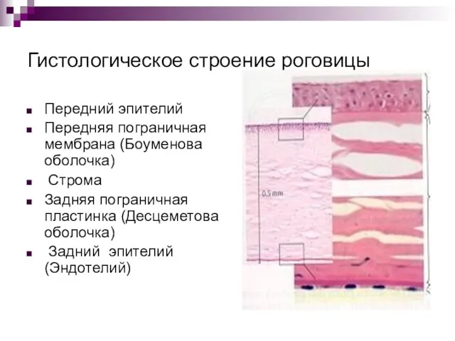 Гистологическое строение роговицы Передний эпителий Передняя пограничная мембрана (Боуменова оболочка)