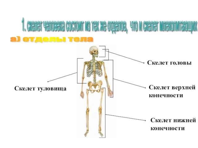 1. скелет человека состоит из тех же отделов, что и
