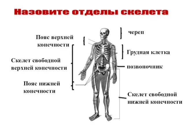 Назовите отделы скелета череп Пояс верхней конечности Скелет свободной нижней