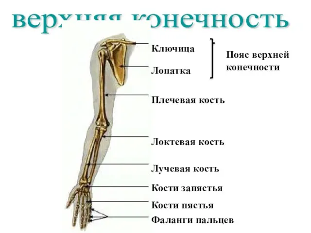 верхняя конечность Ключица Лопатка Плечевая кость Локтевая кость Лучевая кость