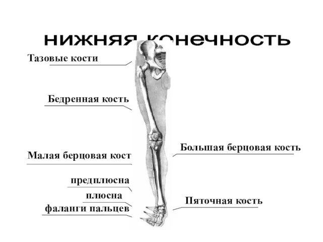 нижняя конечность Тазовые кости Бедренная кость Большая берцовая кость Малая