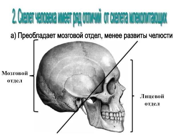 Мозговой отдел Лицевой отдел 2. Скелет человека имеет ряд отличий