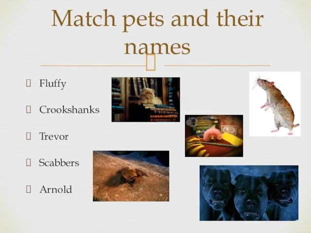 Fluffy Crookshanks Trevor Scabbers Arnold Match pets and their names