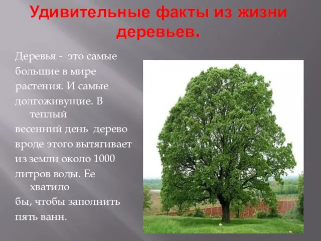Удивительные факты из жизни деревьев. Деревья - это самые большие в мире растения.