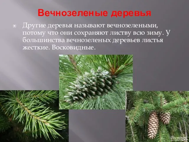 Вечнозеленые деревья Другие деревья называют вечнозелеными, потому что они сохраняют листву всю зиму.