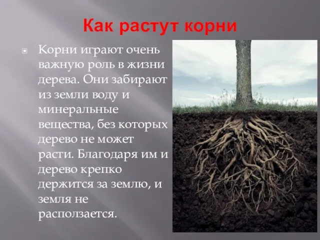 Как растут корни Корни играют очень важную роль в жизни дерева. Они забирают