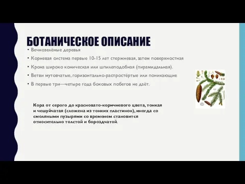 БОТАНИЧЕСКОЕ ОПИСАНИЕ Вечнозелёные деревья Корневая система первые 10-15 лет стержневая,