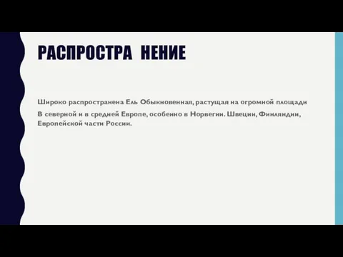 РАСПРОСТРА НЕНИЕ Широко распространена Ель Обыкновенная, растущая на огромной площади