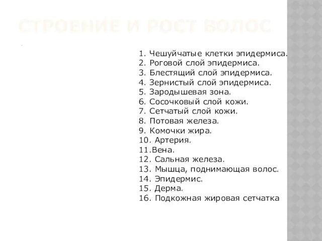 СТРОЕНИЕ И РОСТ ВОЛОС 1. Чешуйчатые клетки эпидермиса. 2. Роговой