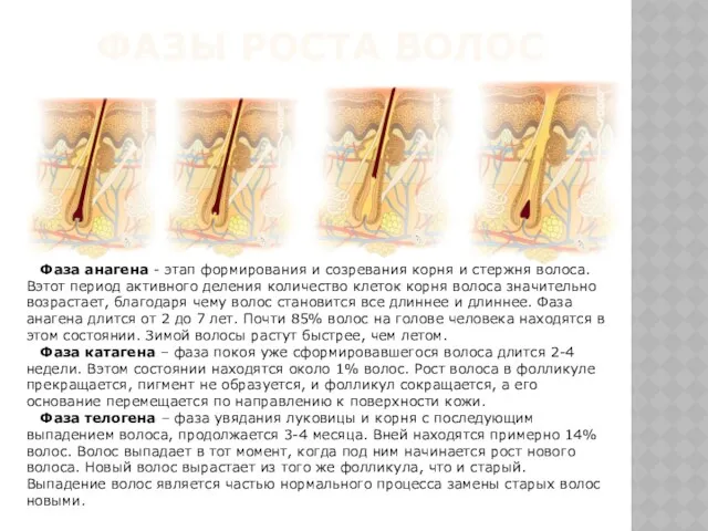 ФАЗЫ РОСТА ВОЛОС Фаза анагена - этап формирования и созревания