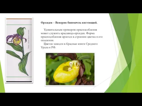 Орхидея – Венерин башмачок настоящий. Удивительным примером приспособления может служить