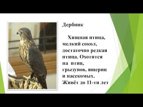 Дербник Хищная птица, мелкий сокол, достаточно редкая птица. Охотится на