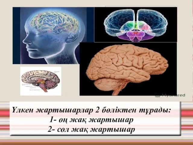 Үлкен жартышарлар 2 бөліктен тұрады: 1- оң жақ жартышар 2- сол жақ жартышар