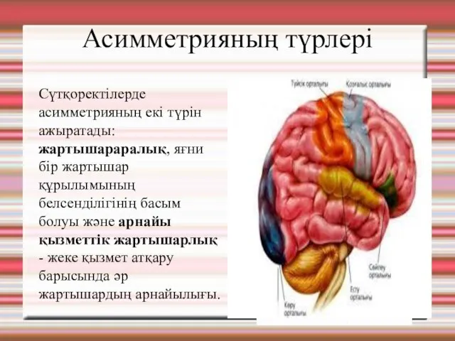 Асимметрияның түрлері Сүтқоректілерде асимметрияның екі түрін ажыратады: жартышараралық, яғни бір