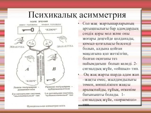 Психикалық асимметрия Сол жақ жартышарларының артықшылығы бар адамдардың сөздік қоры