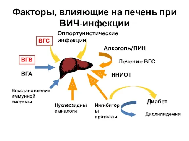 Факторы, влияющие на печень при ВИЧ-инфекции