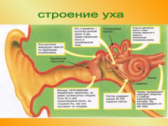 строение уха