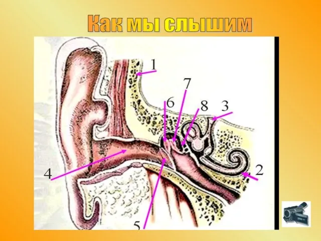 Как мы слышим