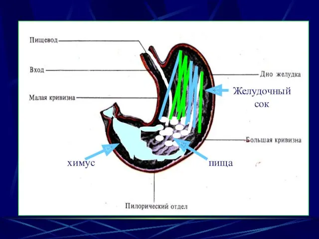 пища Желудочный сок химус