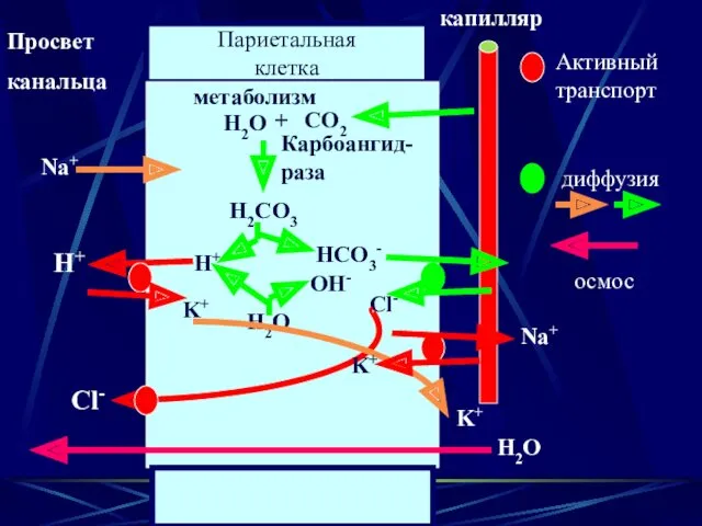 Париетальная клетка Просвет канальца капилляр метаболизм СО2 + Н2О Карбоангид- раза Н2СО3 Н+