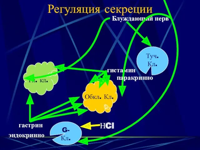 Регуляция секреции Гл. кл. Обкл. Кл. НCl Туч. Кл. гистамин