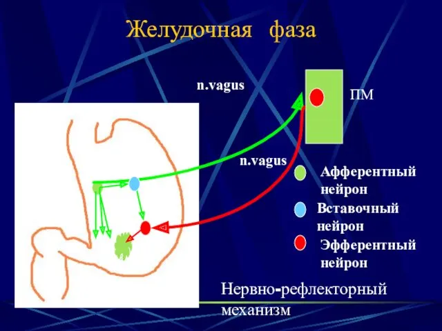 Желудочная фаза n.vagus n.vagus ПМ Афферентный нейрон Вставочный нейрон Эфферентный нейрон Нервно-рефлекторный механизм