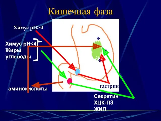 Кишечная фаза Химус рН>4 гастрин + Химус рН Жиры углеводы Секретин ХЦК-ПЗ ЖИП - аминокислоты +