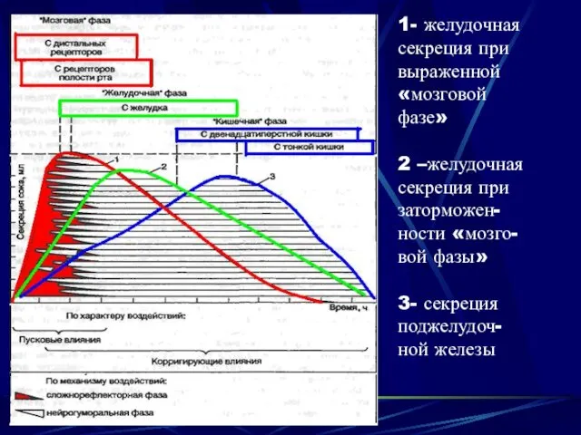 1- желудочная секреция при выраженной «мозговой фазе» 2 –желудочная секреция