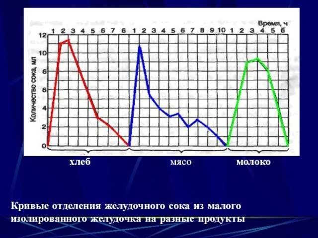 хлеб мясо молоко Кривые отделения желудочного сока из малого изолированного желудочка на разные продукты