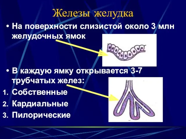 Железы желудка На поверхности слизистой около 3 млн желудочных ямок В каждую ямку