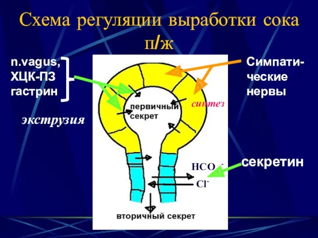 Схема регуляции выработки сока п/ж HCO3 - Cl- n.vagus, ХЦК-ПЗ гастрин Симпати- ческие