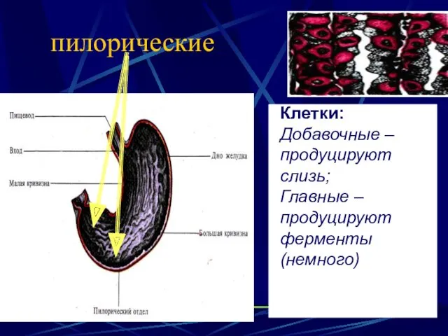 пилорические Клетки: Добавочные – продуцируют слизь; Главные – продуцируют ферменты (немного)