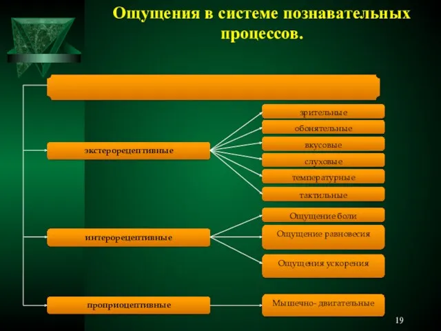 Ощущения в системе познавательных процессов.