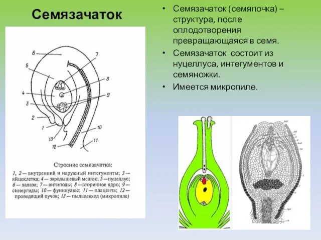 Семязачаток Семязачаток (семяпочка) – структура, после оплодотворения превращающаяся в семя. Семязачаток состоит из